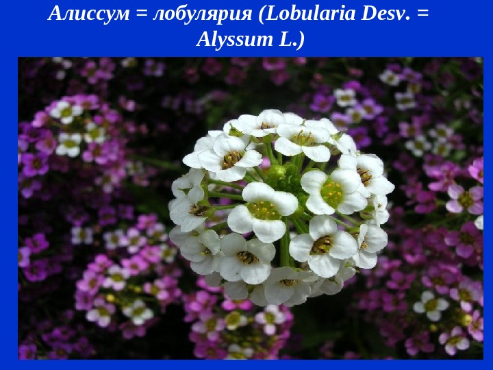 Алиссум = лобулярия ( Lobularia Desv.  = Alyssum L. ) 
