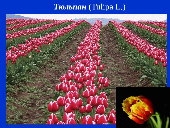   Тюльпан ( Tulipa L. ) 