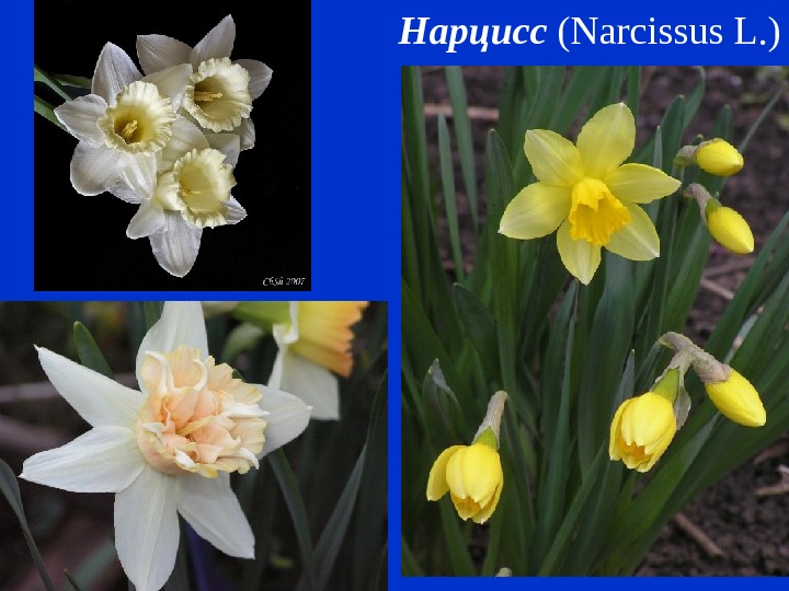 Нарцисс ( Narcissus L. ) 