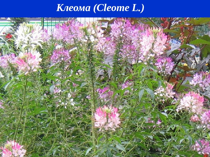 Клеома ( Cleome L. )  