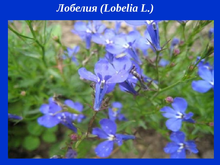 Лобелия ( Lobelia L. )  
