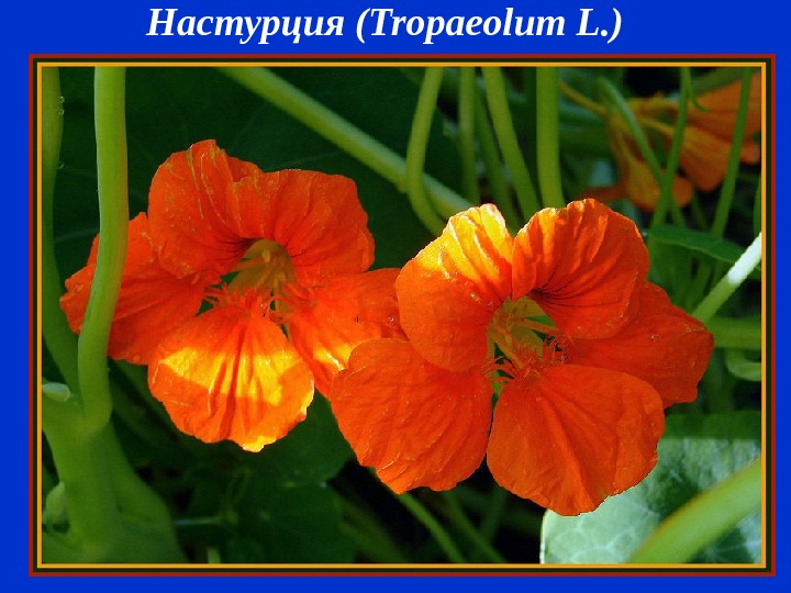 Настурция ( Tropaeolum L. )  