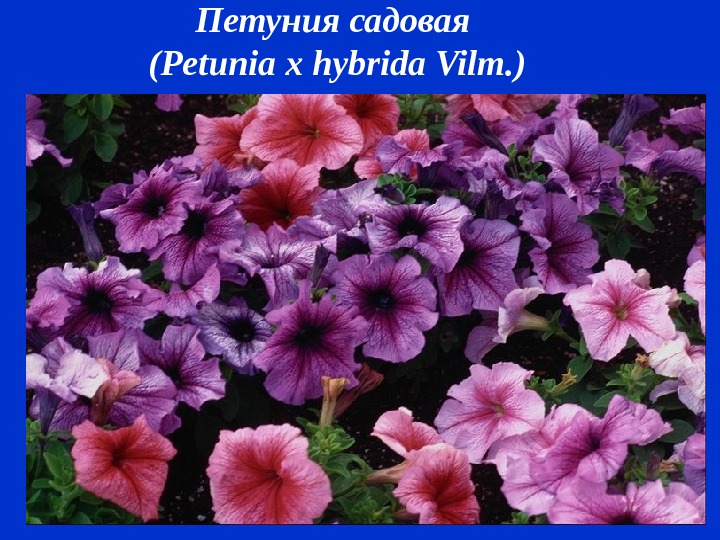 Петуния садовая ( Petunia x hybrida Vilm. ) 