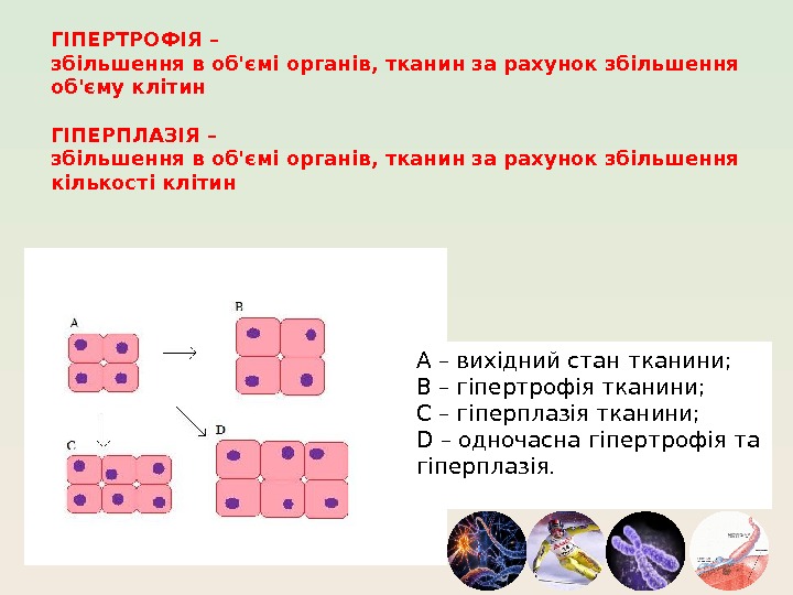 А – вихідний стан тканини; В – гіпертрофія тканини; С – гіперплазія тканини; D