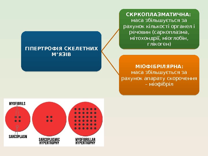 ГІПЕРТРОФІЯ СКЕЛЕТНИХ М’ЯЗІВ СКРКОПЛАЗМАТИЧНА:  маса збільшується за рахунок кількості органел і речовин (саркоплазма,