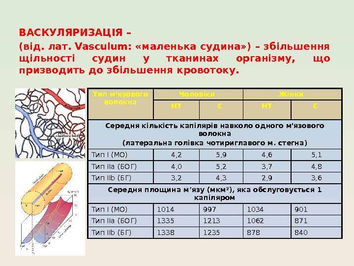 ВАСКУЛЯРИЗАЦІЯ – (від. лат. Vasculum:  «маленька судина» ) – збільшення щільності судин у