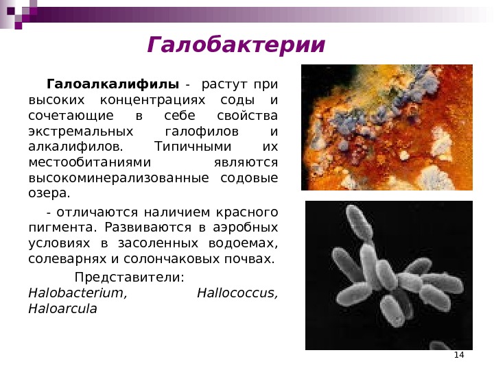 14 Галобактерии Галоалкалифилы  -  растут при высоких концентрациях соды и сочетающие в