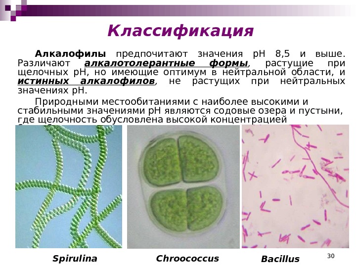 30 Алкалофилы  предпочитают значения р. Н 8, 5 и выше.  Различают алкалотолерантные