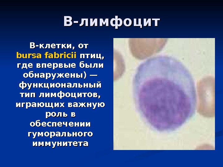 В-лимфоцит B-клетки, от bursa fabricii птиц,  где впервые были обнаружены) — функциональный тип
