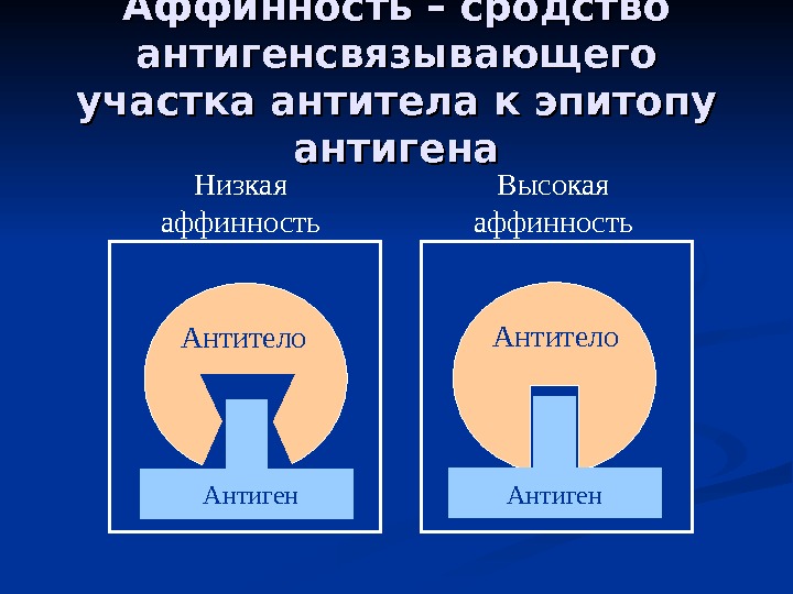 Аффинность – сродство антигенсвязывающего участка антитела к эпитопу антигена Антитело Антиген. Высокая аффинность. Низкая