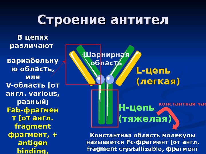 Строение антител H- цепь (тяжелая) L- цепь (легкая)Шарнирная область. В цепях различают вариабельну ю