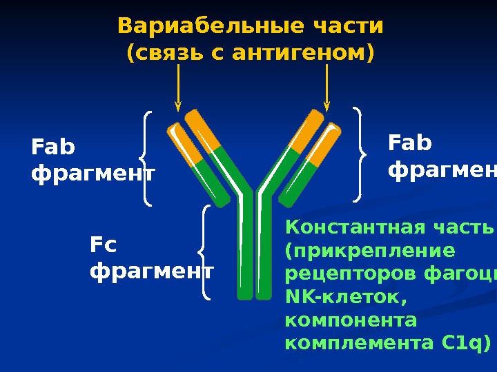 Fab фрагмент Fc фрагмент Fab фрагмент Константная часть (прикрепление рецепторов  фагоцитов, NK- клеток,