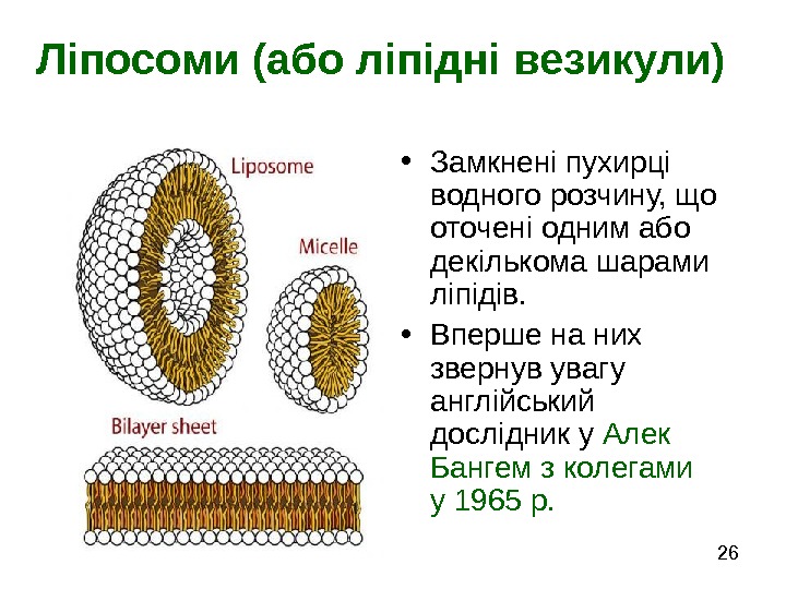   26 Ліпосоми (або ліпідні везикули) • Замкнені пухирці водного розчину, що оточені