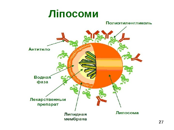   27 Ліпосоми 