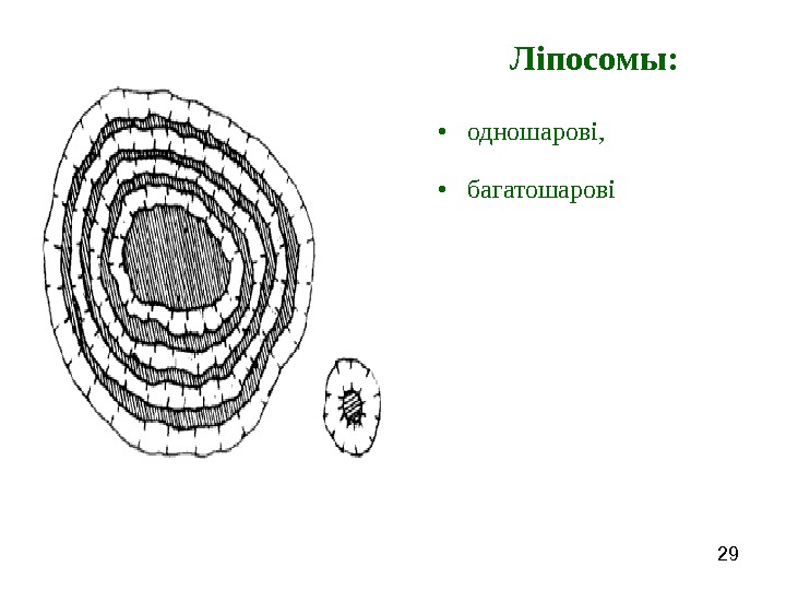   29 Ліпосомы :  • одношарові,  • багатошарові 