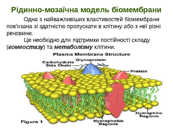   38 Рідинно-мозаїчна модель біомембрани Одна з найважливіших властивостей біомембрани пов'язана зі здатністю