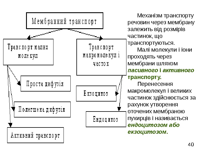   40  Механізм транспорту речовин через мембрану залежить від розмірів частинок, що