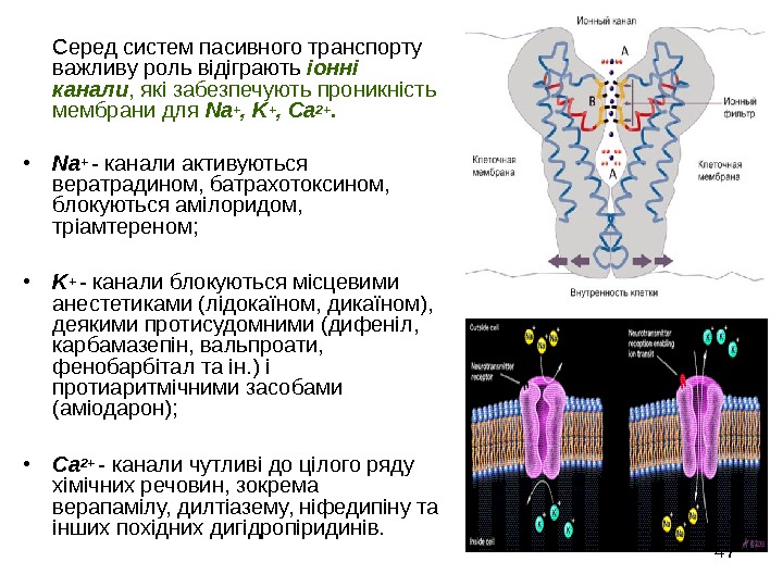   47 Серед систем пасивного транспорту важливу роль відіграють іонні канали , які