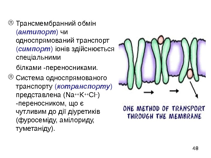   48 Трансмембранний обмін ( антипорт ) чи односпрямований транспорт ( симпорт )
