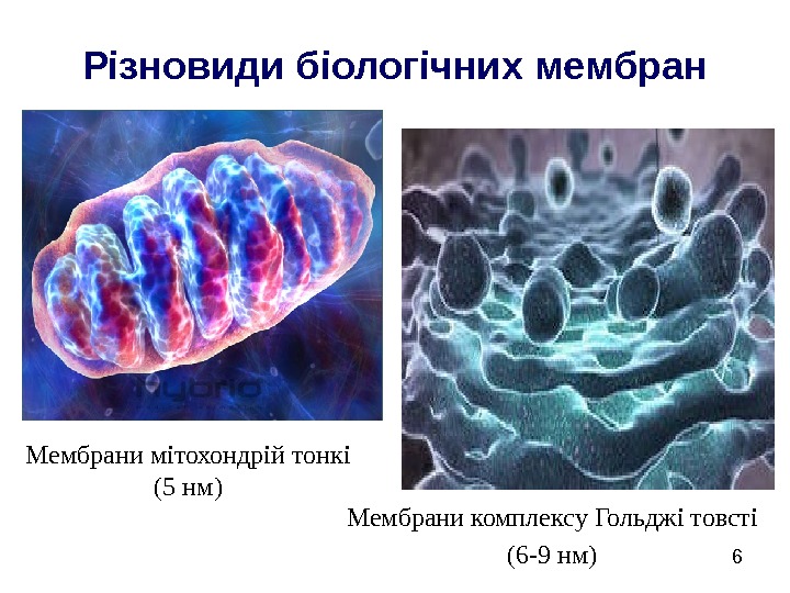   6 Різновиди біологічних мембран Мембрани комплексу Гольджі товсті (6 -9 нм)Мембрани мітохондрій