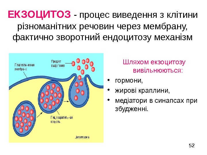   52 ЕКЗОЦИТОЗ  - процес виведення з клітини різноманітних речовин через мембрану,
