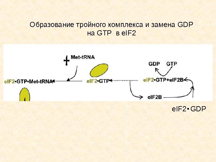 Образование тройного комплекса и замена GDP на GTP  в e. IF 2 GDP