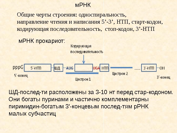 м. РНК Общие черты строения: односпиральность,  направление чтения и написания 5 ’-3’, 