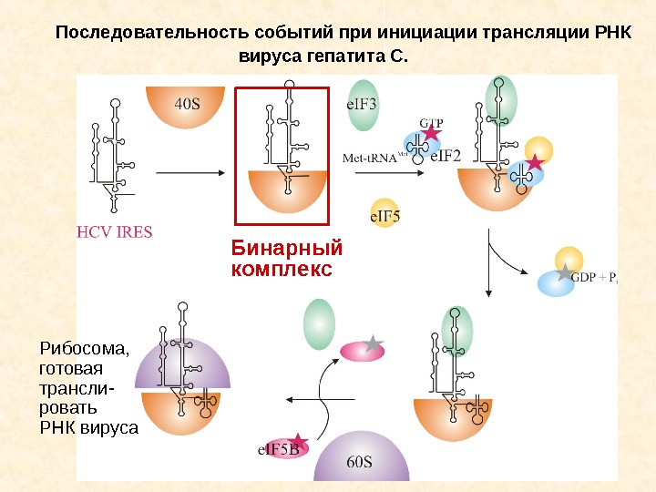   Последовательность событий при инициации трансляции РНК вируса гепатита С.  Бинарный комплекс