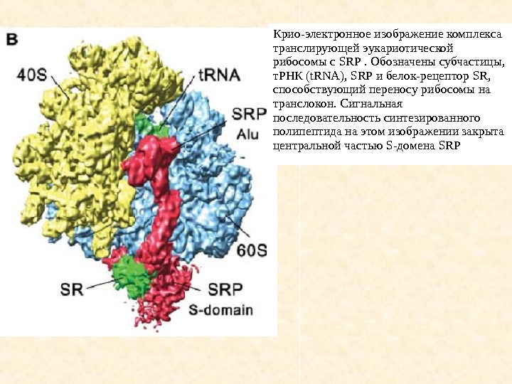Крио-электронное изображение комплекса транслирующей эукариотической рибосомы с SRP . Обозначены субчастицы,  т. РНК