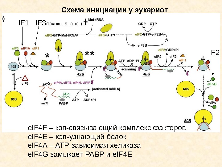 Схема инициации у эукариот IF 1 IF 3 (функц. аналог) IF 2 e. IF