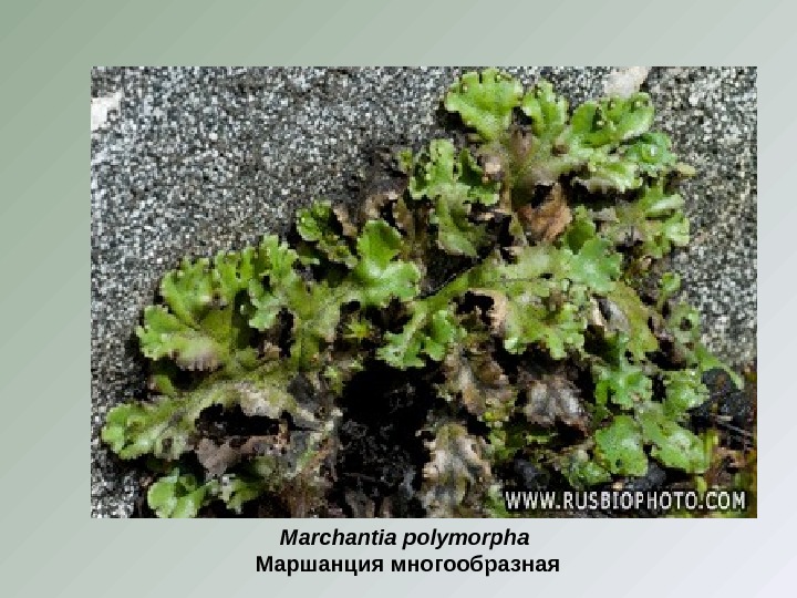 Marchantia polymorpha Маршанция многообразная 