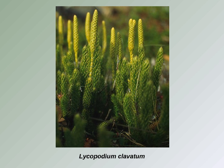 Lycopodium  clavatum 