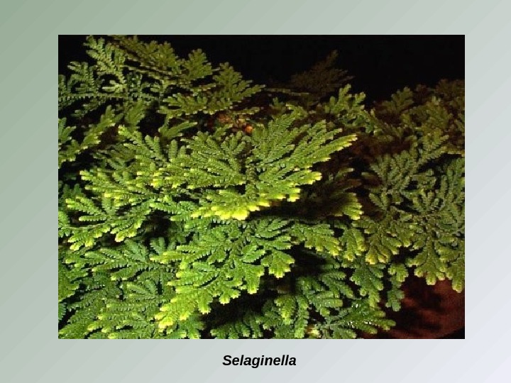 Selaginella 