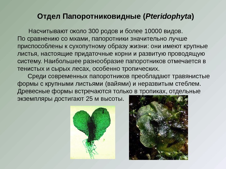 Отдел Папоротниковидные ( Pteridophyta )   Насчитывают около 300 родов и более 10000