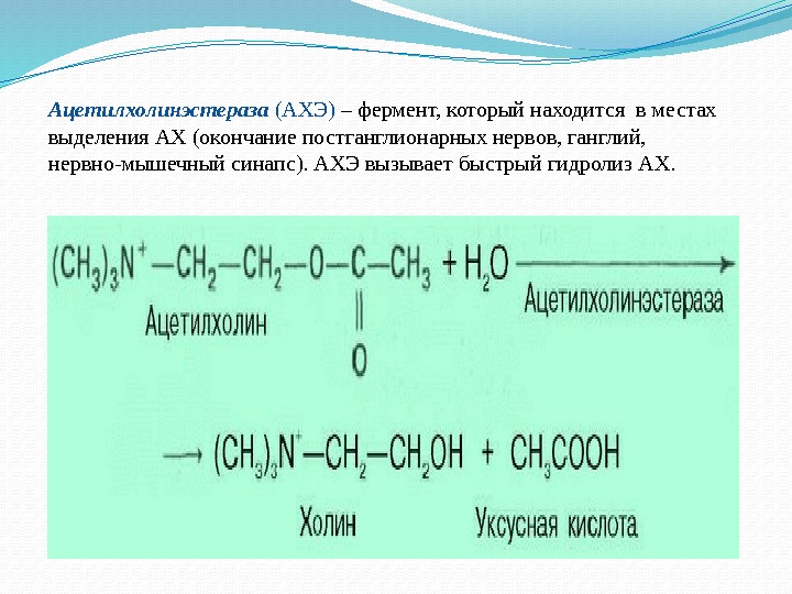 Ацетилхолинэстераза (АХЭ) – фермент, который находится в местах выделения АХ (окончание постганглионарных нервов, ганглий,