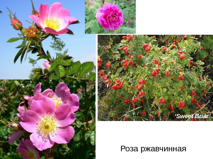 Роза ржавчинная ‘ Sweet Briar’ 