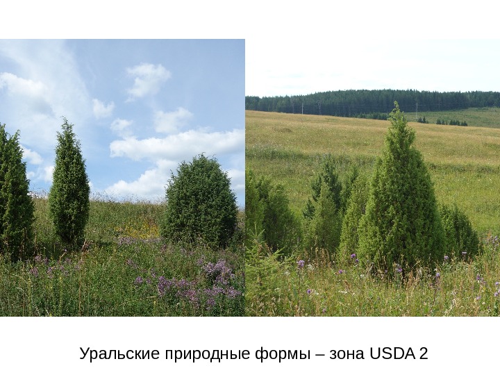 Уральские природные формы – зона USDA 2 