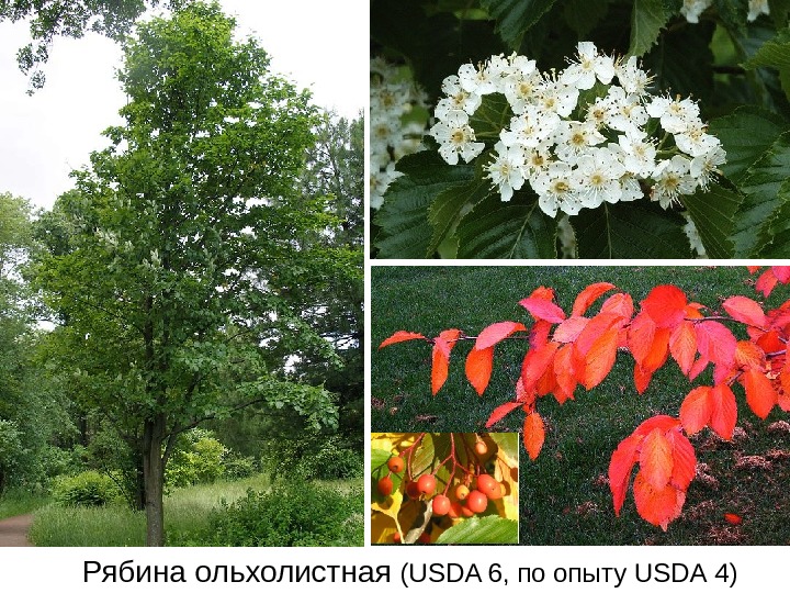 Рябина ольхолистная ( USDA 6 , по опыту USDA 4) 