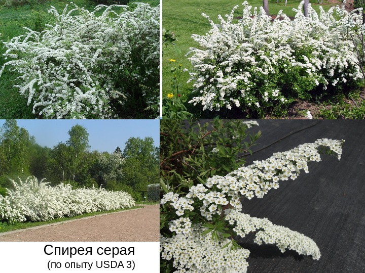 Спирея серая  (по опыту USDA 3) 