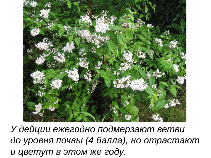 У дейции ежегодно подмерзают ветви до уровня почвы (4 балла), но отрастают и цветут