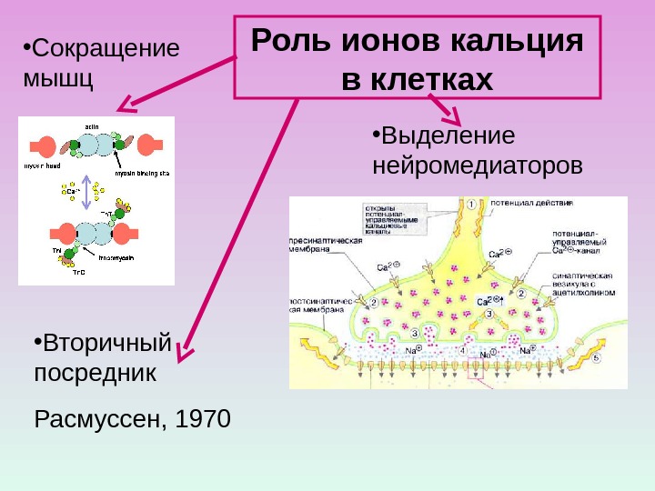 Роль ионов кальция в клетках • Выделение нейромедиаторов • Вторичный посредник Расмуссен, 1970 •