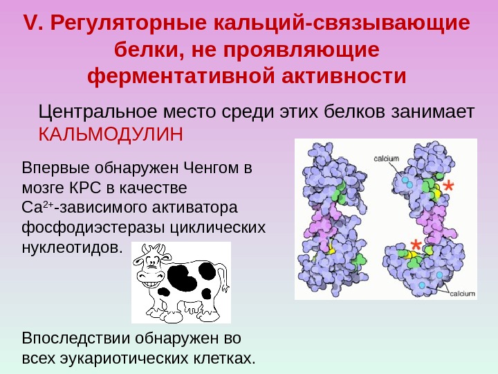 V. Регуляторные кальций-связывающие белки, не проявляющие ферментативной активности Впервые обнаружен Ченгом в мозге КРС
