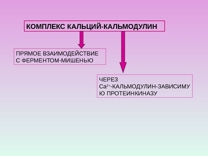 КОМПЛЕКС КАЛЬЦИЙ-КАЛЬМОДУЛИН ПРЯМОЕ ВЗАИМОДЕЙСТВИЕ С ФЕРМЕНТОМ-МИШЕНЬЮ ЧЕРЕЗ Са 2+ -КАЛЬМОДУЛИН-ЗАВИСИМУ Ю ПРОТЕИНКИНАЗУ 