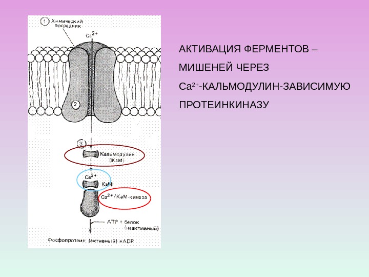 АКТИВАЦИЯ ФЕРМЕНТОВ – МИШЕНЕЙ ЧЕРЕЗ Са 2+ -КАЛЬМОДУЛИН-ЗАВИСИМУЮ ПРОТЕИНКИНАЗУ 