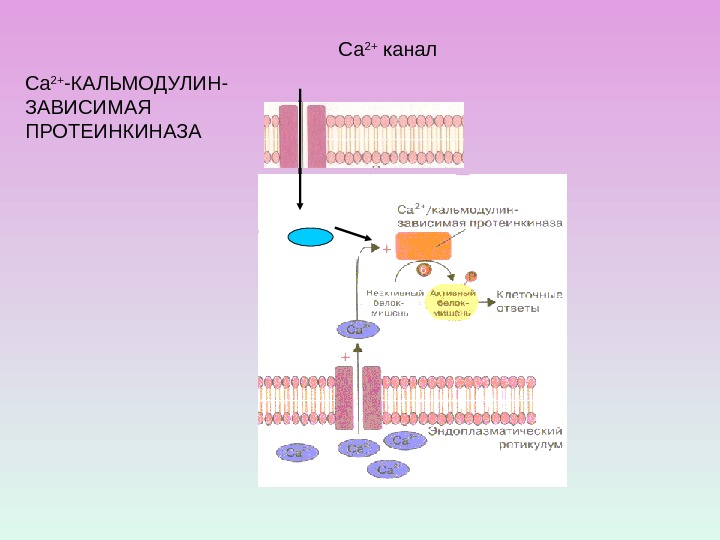 С а Са 2+ канал Са 2+ -КАЛЬМОДУЛИН- ЗАВИСИМАЯ ПРОТЕИНКИНАЗА 