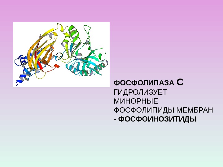 ФОСФОЛИПАЗА С  ГИДРОЛИЗУЕТ МИНОРНЫЕ ФОСФОЛИПИДЫ МЕМБРАН - ФОСФОИНОЗИТИДЫ 