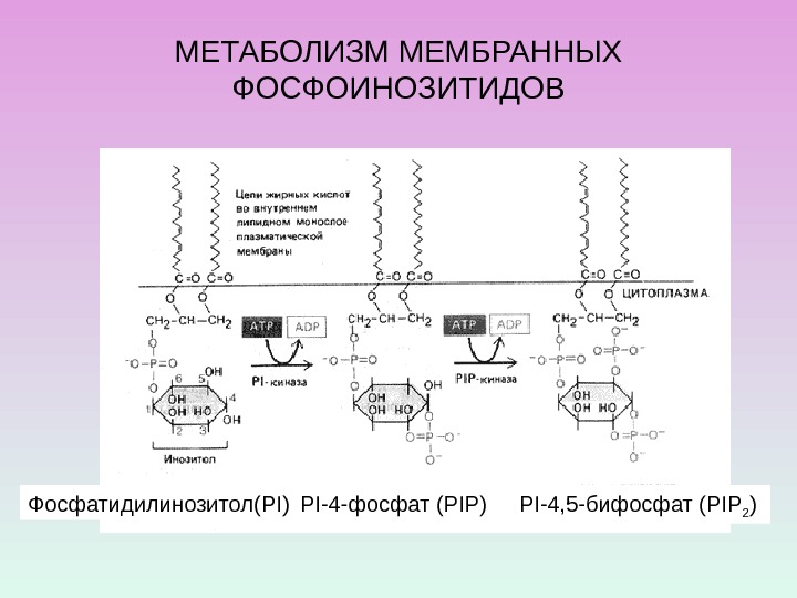 МЕТАБОЛИЗМ МЕМБРАННЫХ ФОСФОИНОЗИТИДОВ Фосфатидилинозитол( PI ) PI-4 - фосфат ( PIP ) PI-4, 5