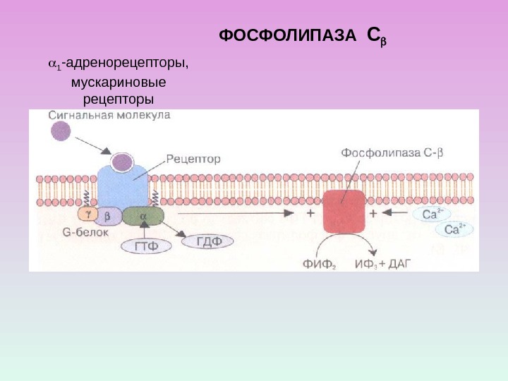  1 - адренорецепторы ,  мускариновые рецепторы ФОСФОЛИПАЗА  С 