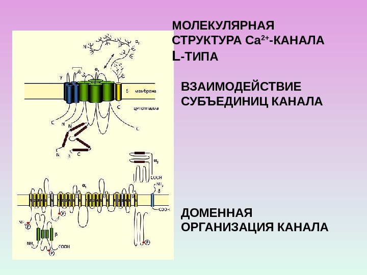 МОЛЕКУЛЯРНАЯ СТРУКТУРА Са 2+ -КАНАЛА L - ТИПА ВЗАИМОДЕЙСТВИЕ СУБЪЕДИНИЦ КАНАЛА ДОМЕННАЯ ОРГАНИЗАЦИЯ КАНАЛА