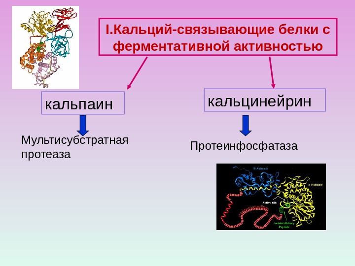 кальпаин кальцинейрин Мультисубстратная протеаза Протеинфосфатаза I. Кальций-связывающие белки с ферментативной активностью 